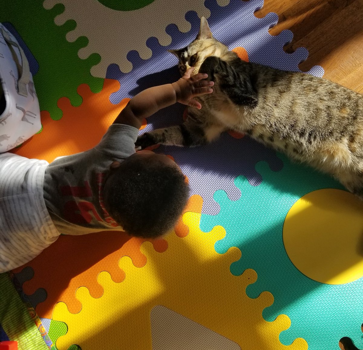 MSki81's tweet photo. These two, I tell ya.
#LittleMan #TacticalCat https://t.co/7aD6CqzdWc