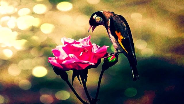 Gül ne desin aşkla yanmış aşığa acep bin kere

Senin için açtım kokla düşürme sakın hiç yere

Gel kokla git kokla sula kurutma beni soldurtma

İşte yanıyorsun benim gibi sen de pare pare

Daha neler söylesin gül başında öten bülbüle

Söndürme içinde

bit.ly/3EGSvq5