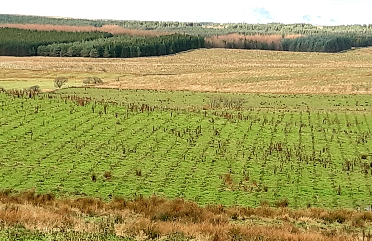 ericslackhouse's tweet photo. Had a walk round our neighbouring farm today 
Just sickening 
Family farm for generations beautiful blue/grey cattle &amp; swale ewes all gone 
Rich pasture fields &amp; hay meadows all gone to be planted with conifers 
Never seen new owner 
@EdenSwimmer 
@JanetHughes https://t.co/XF7HoJ9zSu