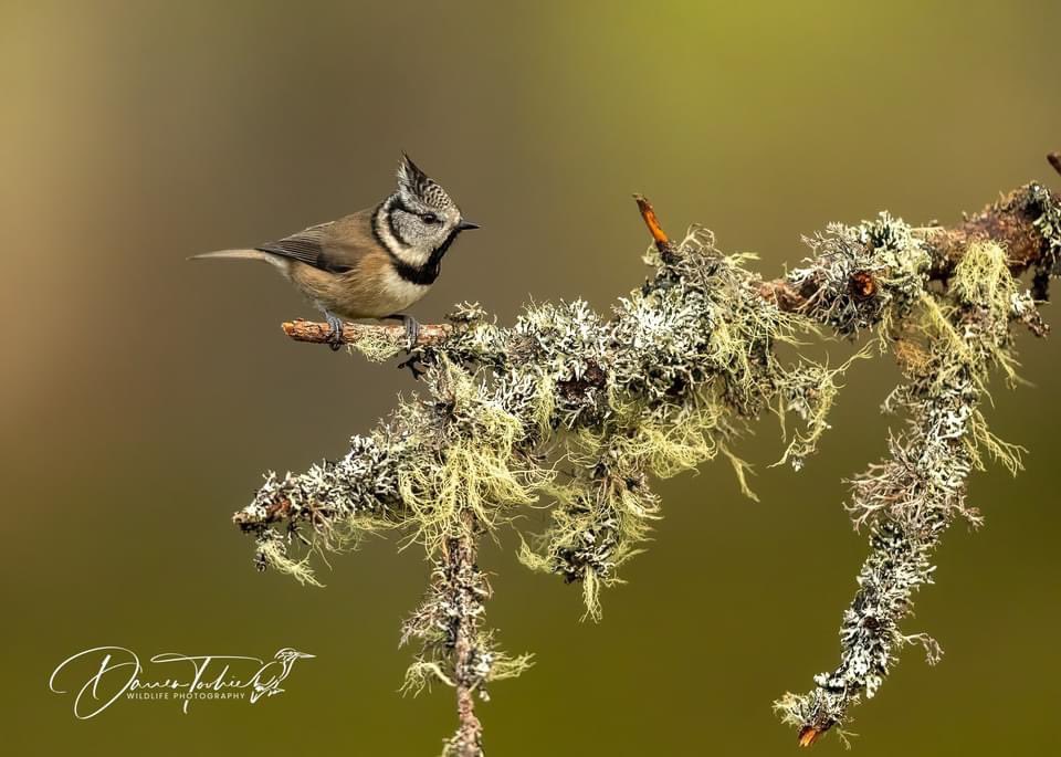 Crested Tit