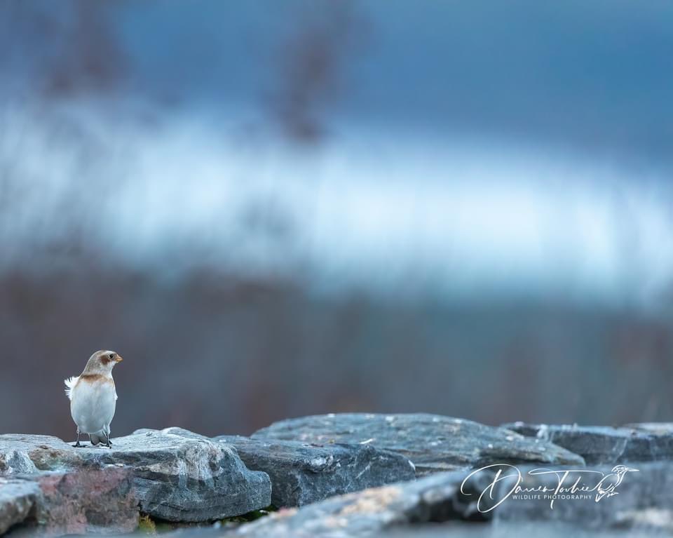 Snow Bunting