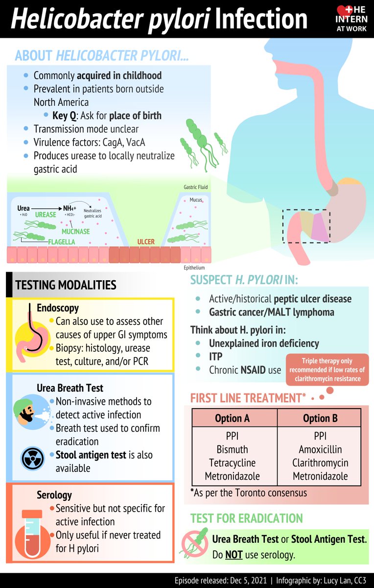👀Check👀 out our latest pod where we cover the pathophys, history/exam, investigations &amp; management the 🌍world's🌍most common infection: H. Pylori🦠! Written by <a href="/sama_anvari/">Sama Anvari</a> (IM Resident) &amp; reviewed by <a href="/DrEricGreenwald/">Eric Greenwald</a> (Gastroenterology) &amp; <a href="/jddneary/">John Neary</a> (GIM) <a href="/McMasterIntMed/">McMaster IM Residency Program</a>