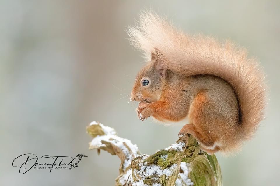 Red Squirrel