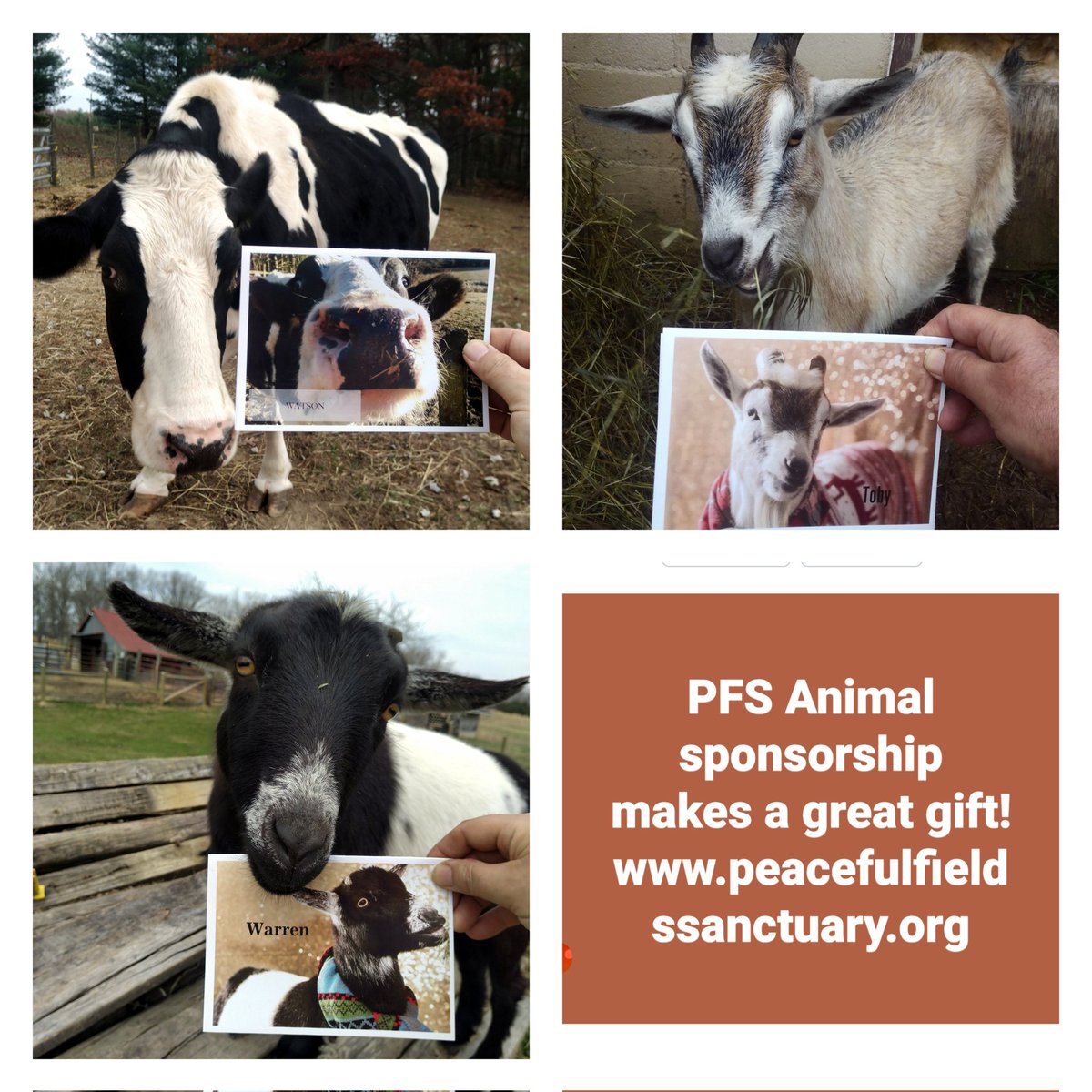 PFsanctuary's tweet photo. This holiday season, give the gift of compassion with a PFS animal sponsorship!  https://t.co/C9sfDmZTTT #veganism #Vegan #CrueltyFree #AnimalCruelty #animals #animalrescue #Hanukkah #Christmasgifts  #Christmas #nonprofit #charity https://t.co/hPkWpNvX3Z
