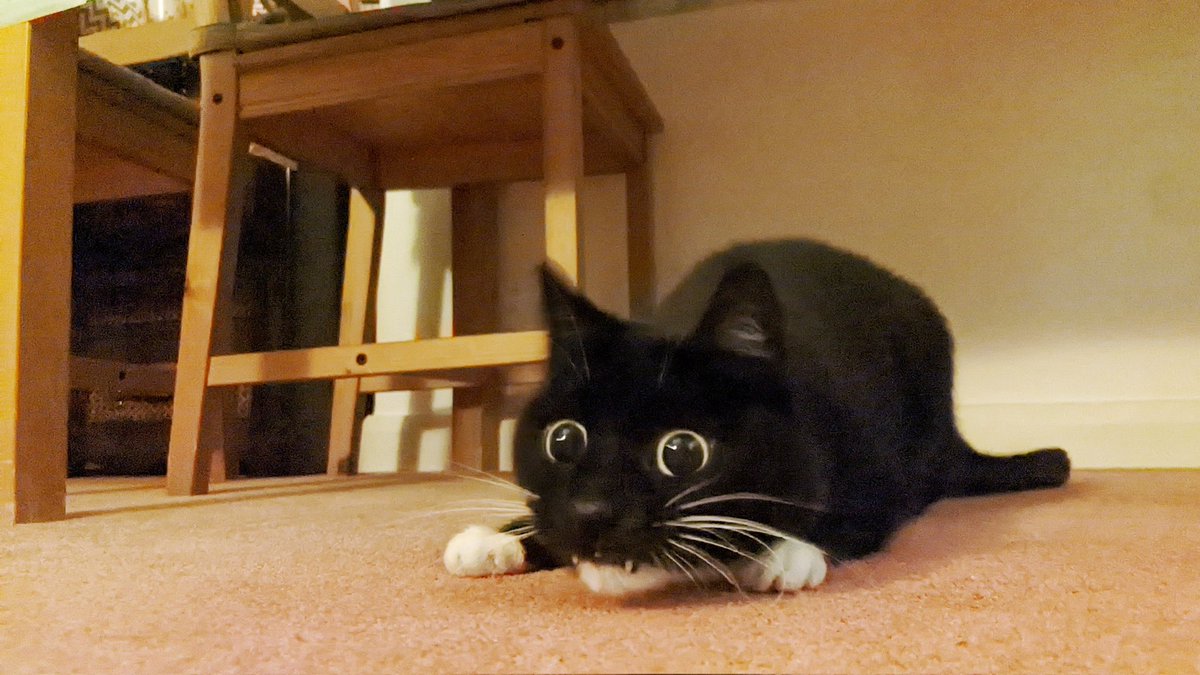 CuriousZelda's tweet image. My teef are out
I must attack
I shake my butt
I get the snack