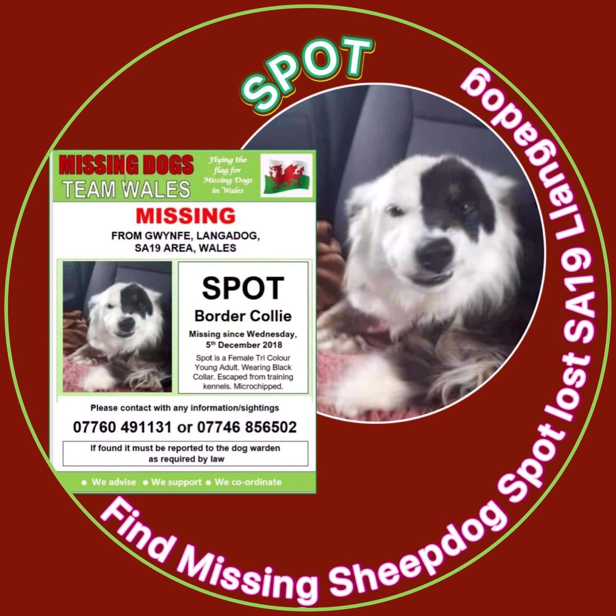LisaLisaw1's tweet photo. #FindSpot https://t.co/GkEErqB8uz