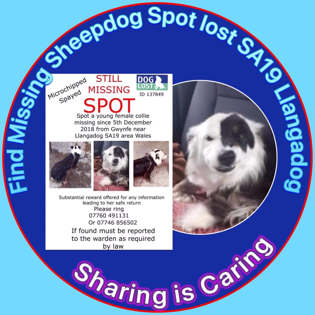 LisaLisaw1's tweet photo. #FindSpot #MissingThreeYears πππ https://t.co/QRgfbJd8IK