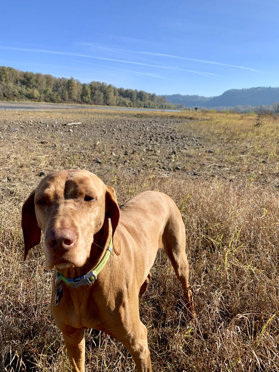 BeboBruce's tweet photo. @Levine_Alison Sweet Bella will be waiting for him Allison. You are doing everything right. Being there with him is the most important thing you can do. https://t.co/iUzLqwBj1F