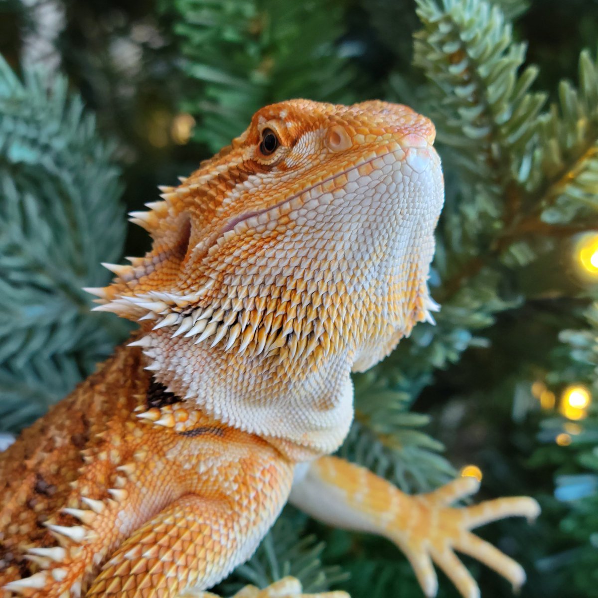 Tim_Braun's tweet photo. Apparently Fafnir wants to be a Christmas Tree ornament. https://t.co/OMW4kmEaL7