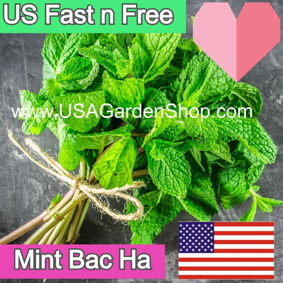 JonArauzo's tweet photo. Lamiaceae Mentha Spearmints Chocolate Mints Peppermints Mojito Mint live Plants

https://t.co/LpUdpD6IUb

#spearmints #chocolatemints #peppermints #plants #live #shopping #Christmas #gifts #ebay https://t.co/IyWP3W1ni3