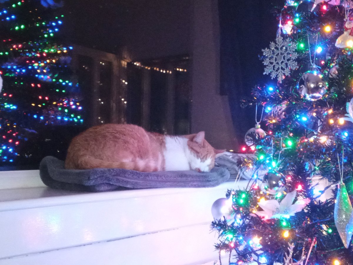 LokiLeonardo's tweet image. Nap time! #catsinchristmastrees  #CatsOnTwitter