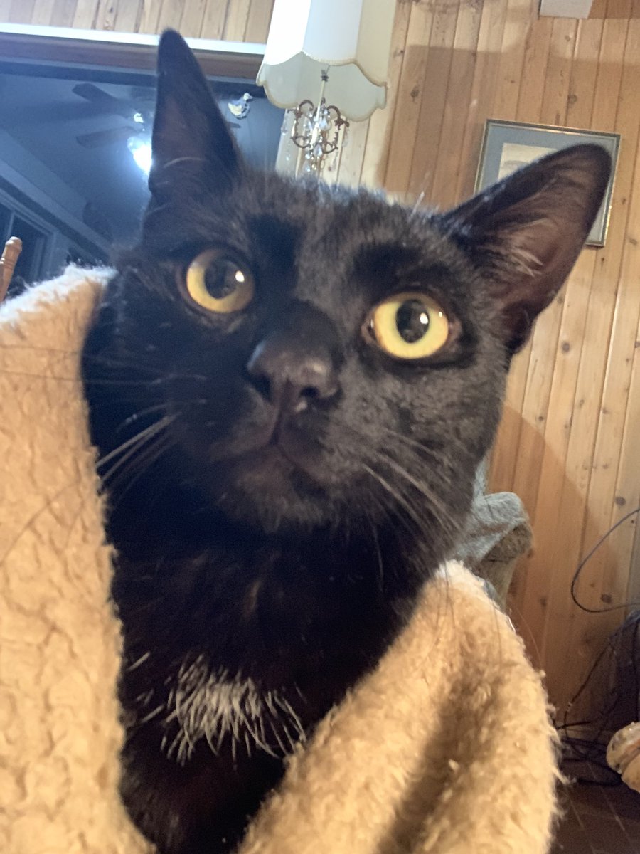 Here is my kitten