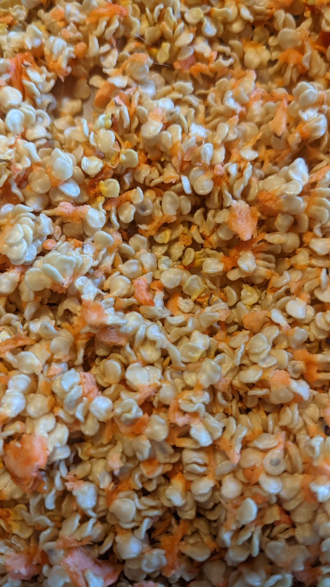 SuperHotsCanada's tweet photo. Seed sales are coming soon!

We are working hard to dry, pack, and count seeds from this years harvest and will be posting an online shop soon to sell and ship to customers within Canada! :) https://t.co/gMbwgqogWn