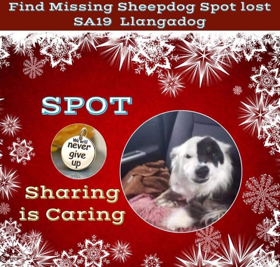 SPOT MISSING 3 YEARS 
#FindSpot

PLEASE IF YOU KNOWS WHERE SHE IS, LEAVE HER COME HOME FOR CHRISTMAS🎄

Female Tri-Colour #BorderCollie 
Only 15 months old when she went #Missing while in Training Kennels #Gwynfe #Llangadog #SA19 #Wales

doglost.co.uk/dog-blog.php?d…