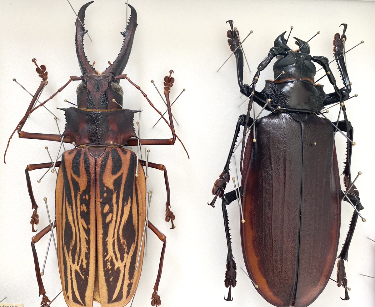 特大 タイタンオオウスバカミキリ ブラジル産 昆虫標本