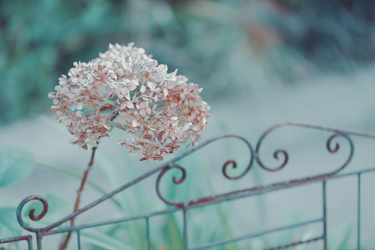 Neo Himeism 冬の紫陽花 T Co Zv4rc7star Twitter