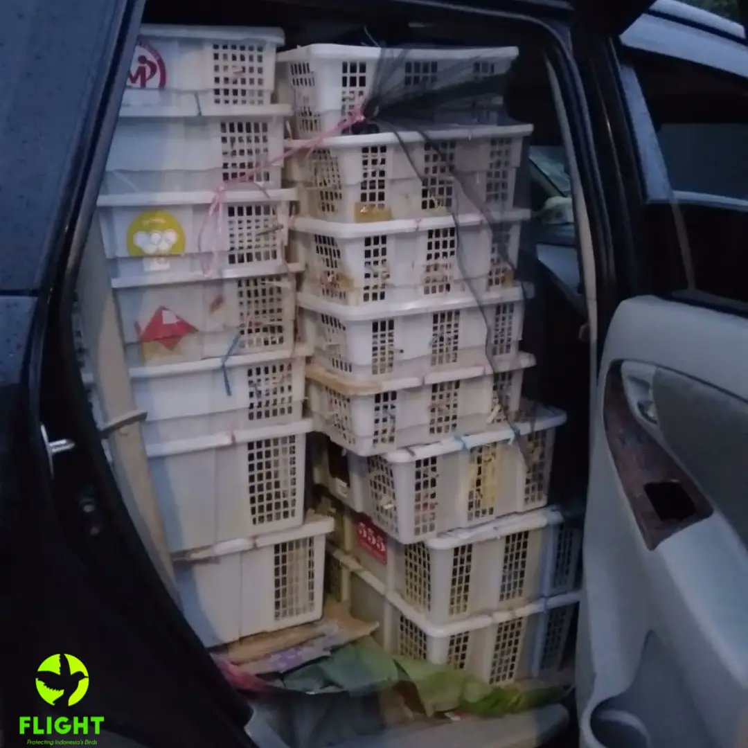 FLIGHT: Protecting Indonesia's Birds tweet media