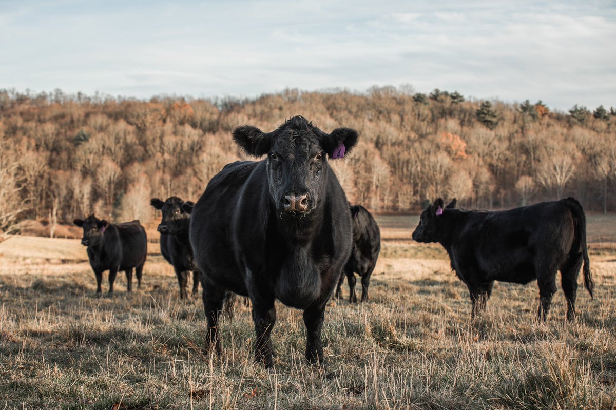 lmiller2480's tweet photo. Cows.

That’s the tweet. https://t.co/pTFRLlQkG8