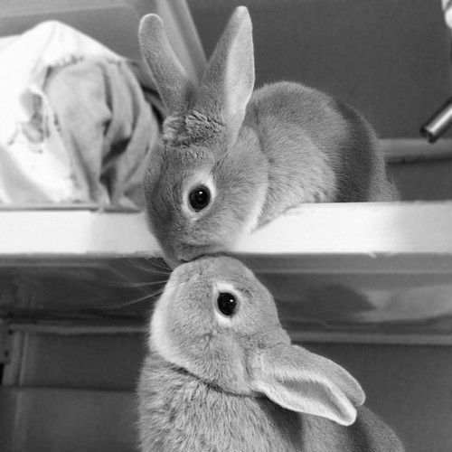 RabbitEveryHour's tweet photo. https://t.co/V0wb4wfsAN