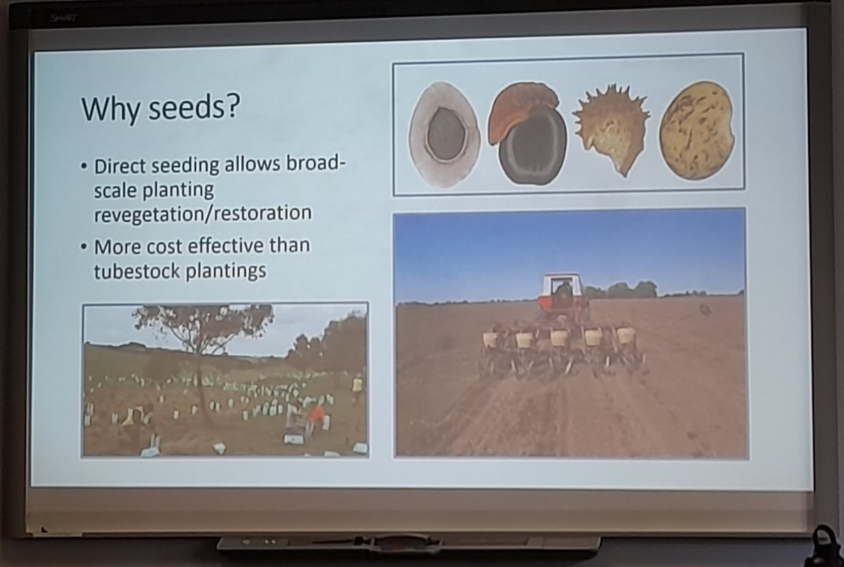 On tour with WA's RALF's at <a href="/kingspark_wa/">Kings Park</a> learning about innovative ways to spread native seed &amp; break dormancy using #FlashFlaming #AcidDigestion #pelleting &amp; #priming with carbon, topsoil and #soil treatments
Great work <a href="/BiancaBerto8/">Bianca Berto</a>!
@AusLandcare #NLP
#greeningfarms