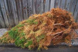 Christmas Trees are green, and so are we. The tree will be brown by the end of the month, but we'll still be green. We invite you to be green year-round too! Join with your NW Chicago neighbors as we grow a local, practical green movement. Jan 18, Tuesday,7 PM <a href="/Wildwood_Tavern/">Wildwood Tavern</a>