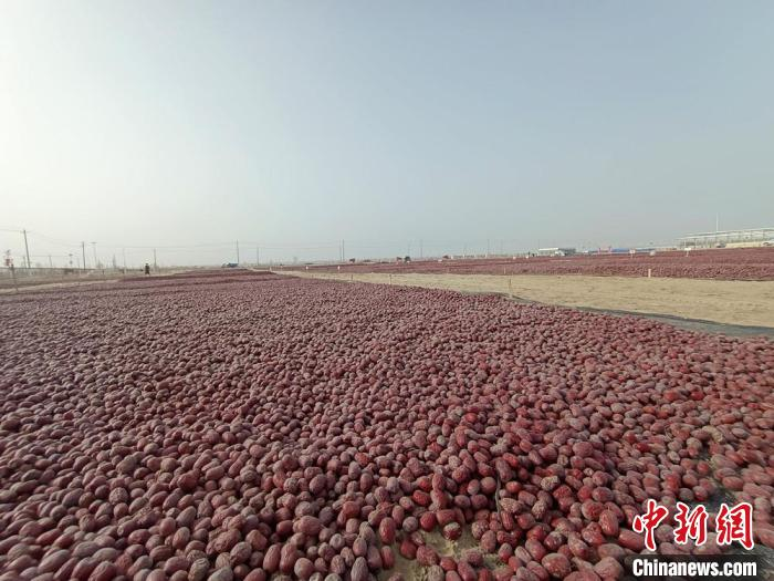 ChinaDaily's tweet photo. Jujube drying sites in southern #Xinjiang Uygur autonomous region create a special scene during #harvest season. https://t.co/7nYSehrsnf