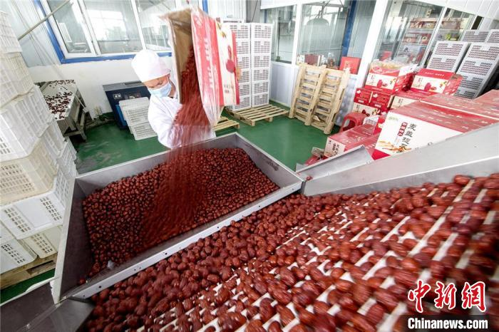 ChinaDaily's tweet photo. Jujube drying sites in southern #Xinjiang Uygur autonomous region create a special scene during #harvest season. https://t.co/7nYSehrsnf
