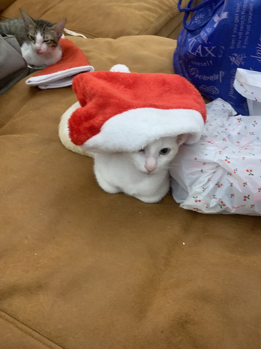 PinesJennie's tweet photo. He’s decided to start getting ready for the holidays meows #santababy https://t.co/9QlrLnurhB