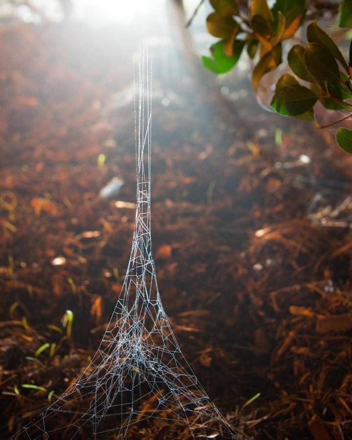 EnsedeCiencia's tweet photo. Réplica de la Torre Eiffel 

¡cortesía de una araña! https://t.co/Lmtz5YZEzW