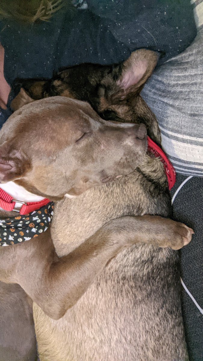 Bruno has been busy playing last few days with this little puppy that was pulled out of euthanasia list. Help me save more dogs like them. Shop my candles antsystudio.com