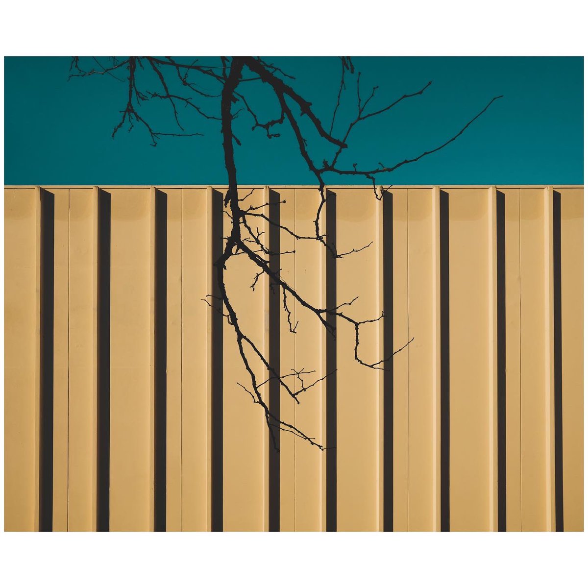 chris stein tweet media