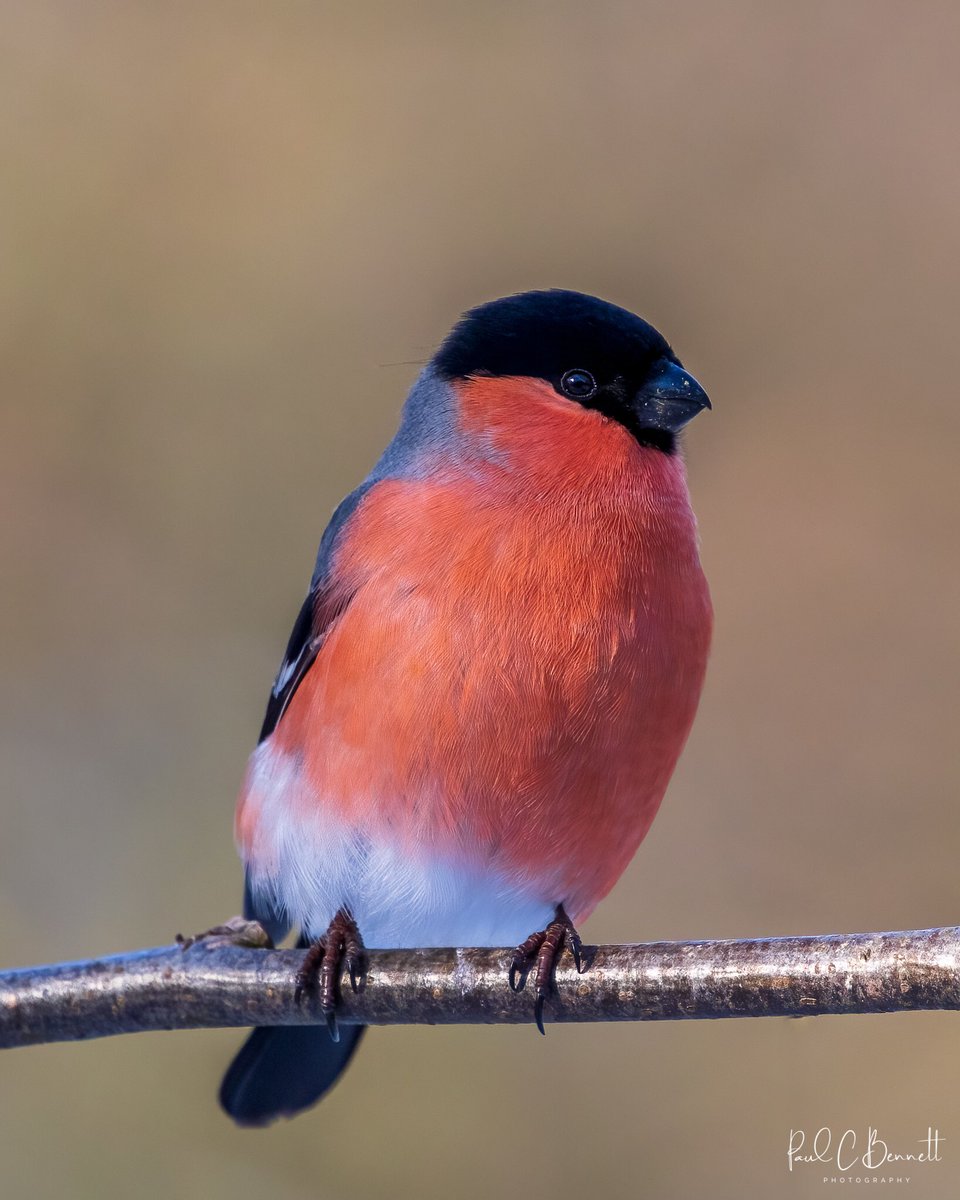 Mr Bullfinch dressed in his absolute best and always a welcome visitor to the garden.
The male bullfinch is a quite stunning bird in appearance and for me he always reminds me of a gentleman dressed in top hat and tails.
#bbcwildlifepotd #bbcspringwatch <a href="/BBCSpringwatch/">BBC Springwatch</a>