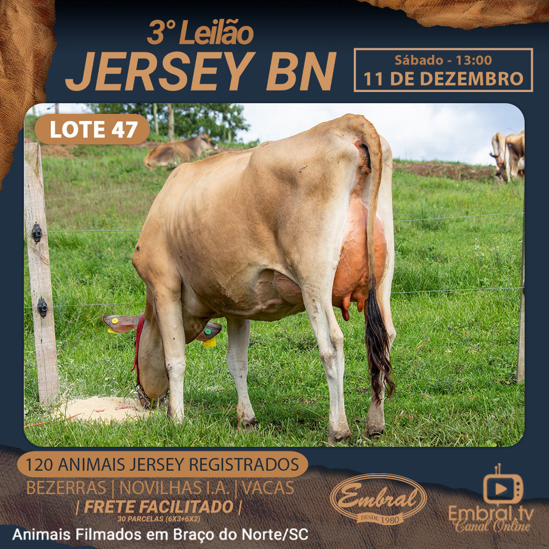 embralleiloes's tweet photo. 3º Leilão On Line Jersey BN
11.12.2021 - 13 Horas
#embralleiloes #embral #embraltv #lideremgadodeleite #leilaoéaqui #girolando #girolandobrasil #vacadeleite #leite #leilao #leilaoonline #juntossomosmaisfortes #oagronaopara #leilaodegado #gado #embral41anos https://t.co/7CXgHnMejI