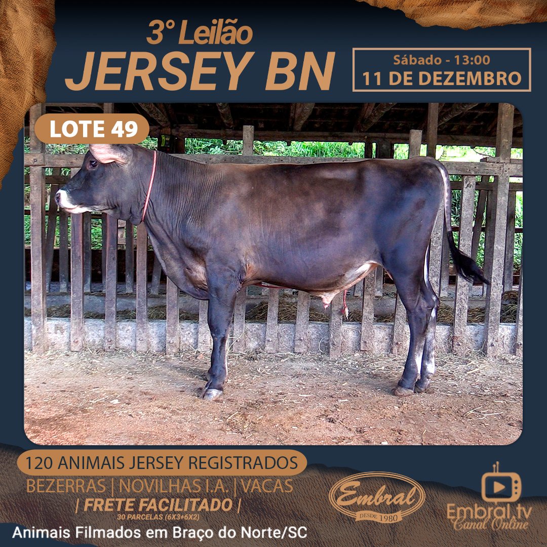 embralleiloes's tweet photo. 3º Leilão On Line Jersey BN
11.12.2021 - 13 Horas
#embralleiloes #embral #embraltv #lideremgadodeleite #leilaoéaqui #girolando #girolandobrasil #vacadeleite #leite #leilao #leilaoonline #juntossomosmaisfortes #oagronaopara #leilaodegado #gado #embral41anos https://t.co/7CXgHnMejI