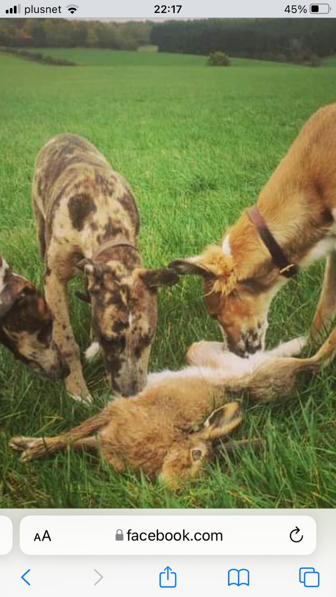 The sickening reality that happens here every week! Despite Hare coursing being illegal, this continues on a huge scale particularly this time of the year! Heartbreaking to hear the loud squeals and cries as the hare is ragged to death! 🥲😡