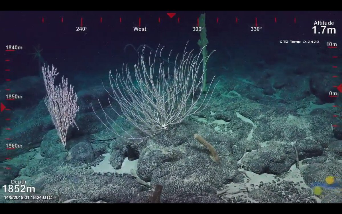 JasonInMichigan's tweet photo. A magnificent Acanella weberi... #NeckerRidge  #OctocoralFriday #BridgeorBarrier #SuBastianDives https://t.co/Sbg3EAV27C