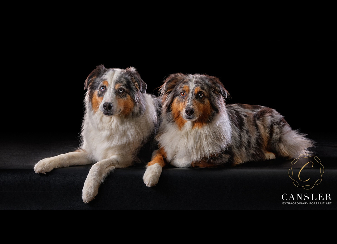 CanslerPhoto's tweet photo. We have been crazy busy but wanted to share some of the fun images we are creating for the Humane Educational Society fundraiser we are doing. The event will be winding down by the end of December and we have limited slots still available. These two babies we photographed these g https://t.co/UfJj4KbRoQ