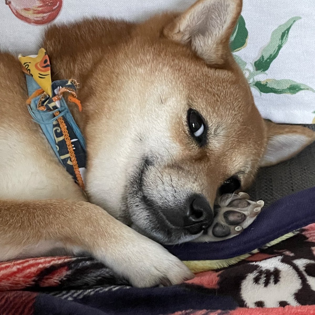 pancakeNwaffle's tweet photo. Waffle: Look! I’m becoming as cute as my sis Pancake😽

#shiba #shibainu #shibadog #柴犬 https://t.co/mCC9eTi3I1