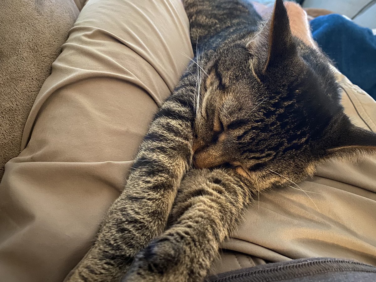 RickyKitty2's tweet photo. Nappy time #iamricky #CatsOnTwitter https://t.co/tHOPVOBsRP