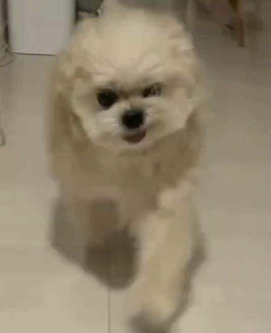 pancakeNwaffle's tweet photo. Pancake：I give mom an attitude every time she comes back asking for a hug😼 But I don’t think it works as she keeps going out and playing WITHOUT me… I become to doubt if she has ever noticed my attitude😾
#Pomeranian #maltese #maltipom #ポメチーズ #ポメラニアン #マルチーズ https://t.co/XCNSgRywlI