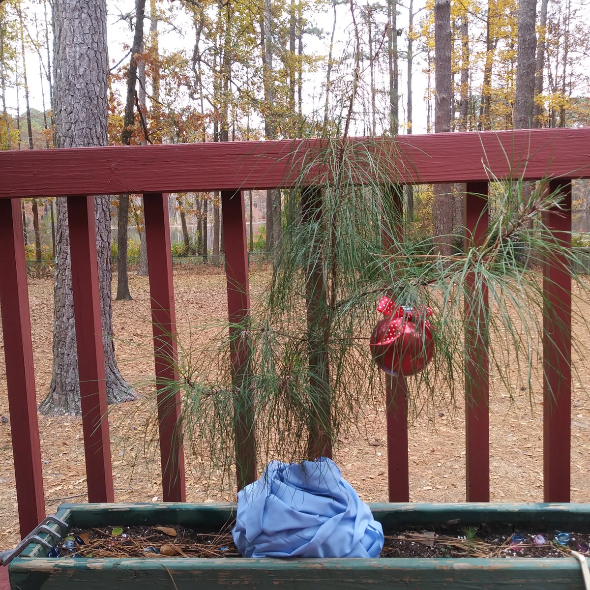 Grew my own Christmas tree this year ;) #CharlieBrown