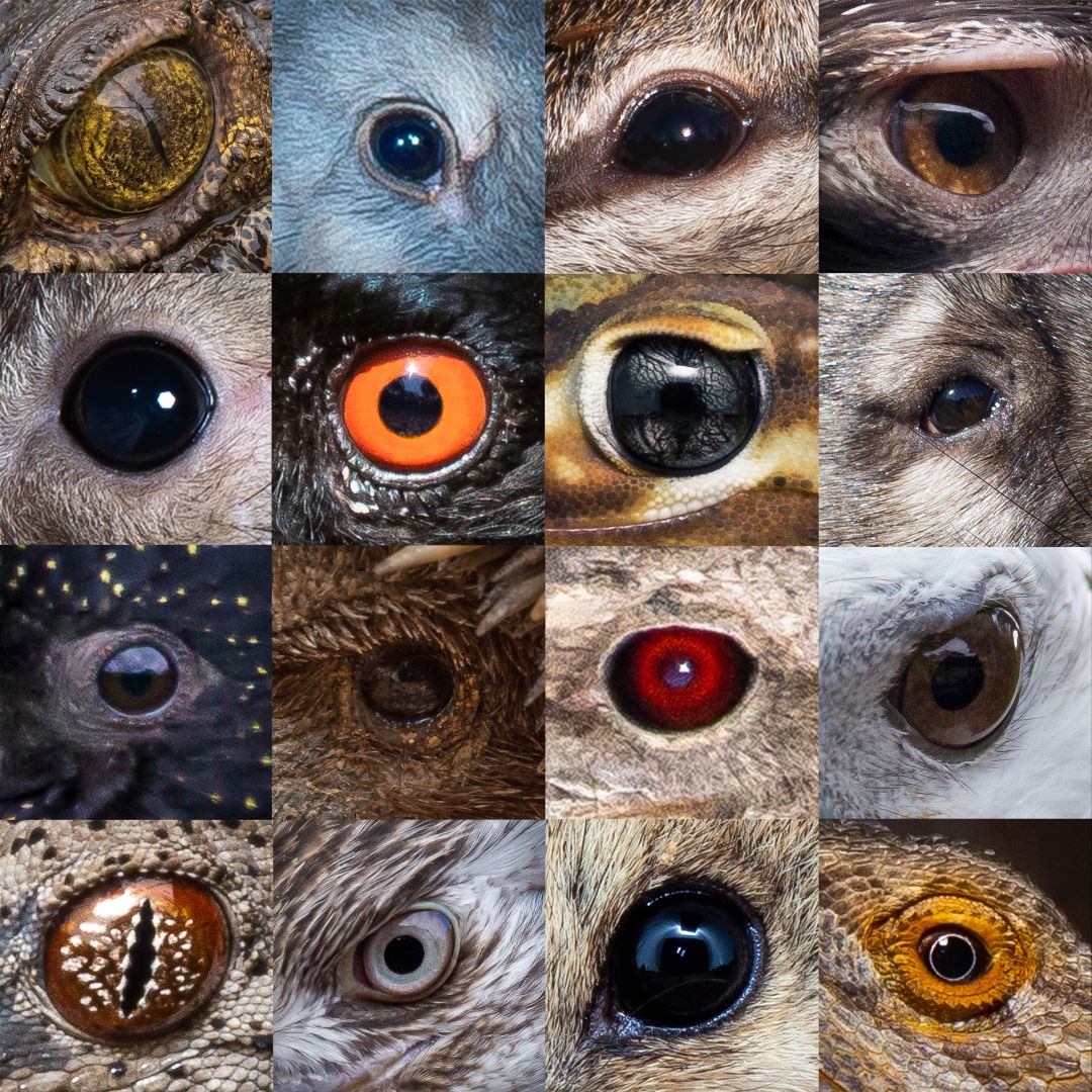 awconservancy's tweet photo. #EyeSpyChallenge 👁️ Can you guess which species each of these eyes belong to? Comment your guesses! We’ll share the answers in 24 hours so be sure to check back in to see how many you guessed correctly. 

#AWC #AustralianWildlife #GuessWho https://t.co/5j56D23gpx