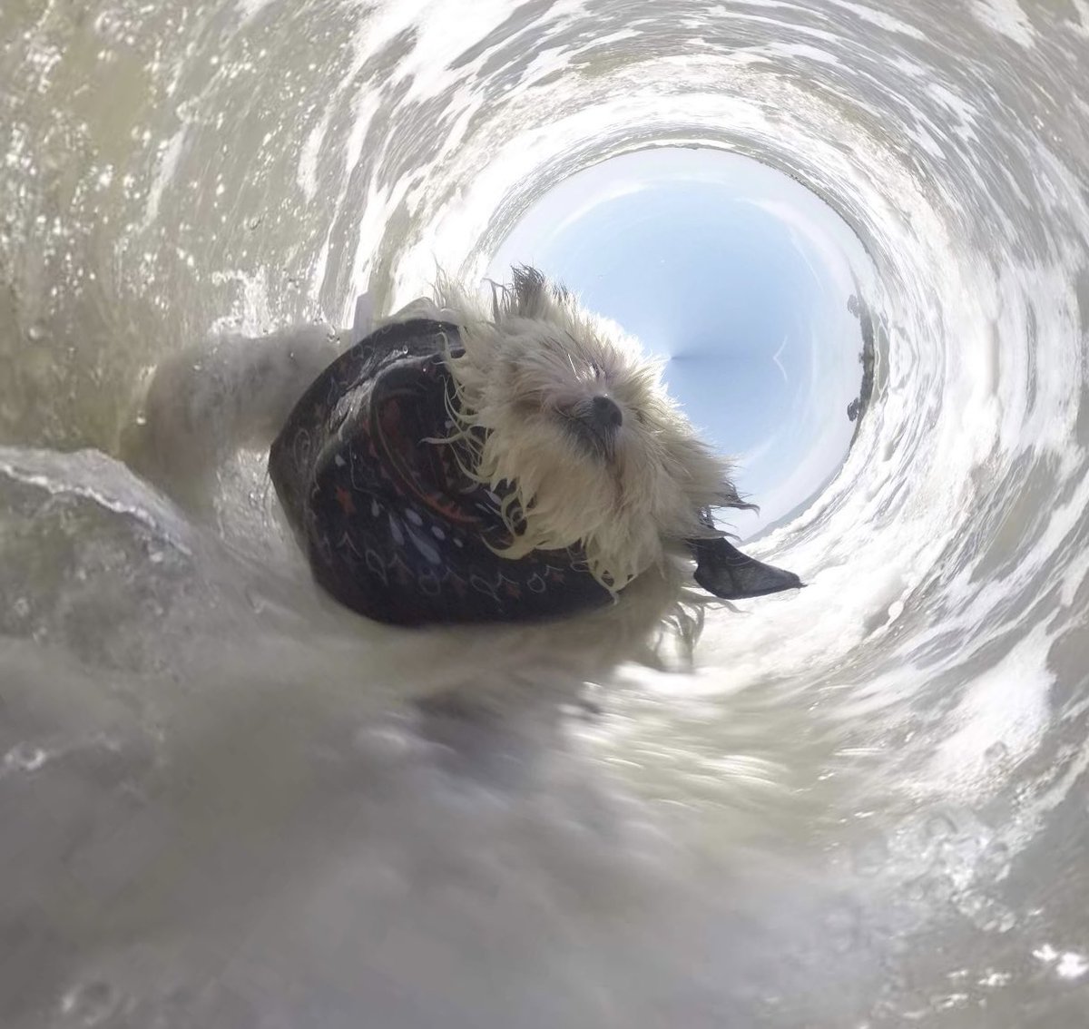 GoPro Charlie tweet media