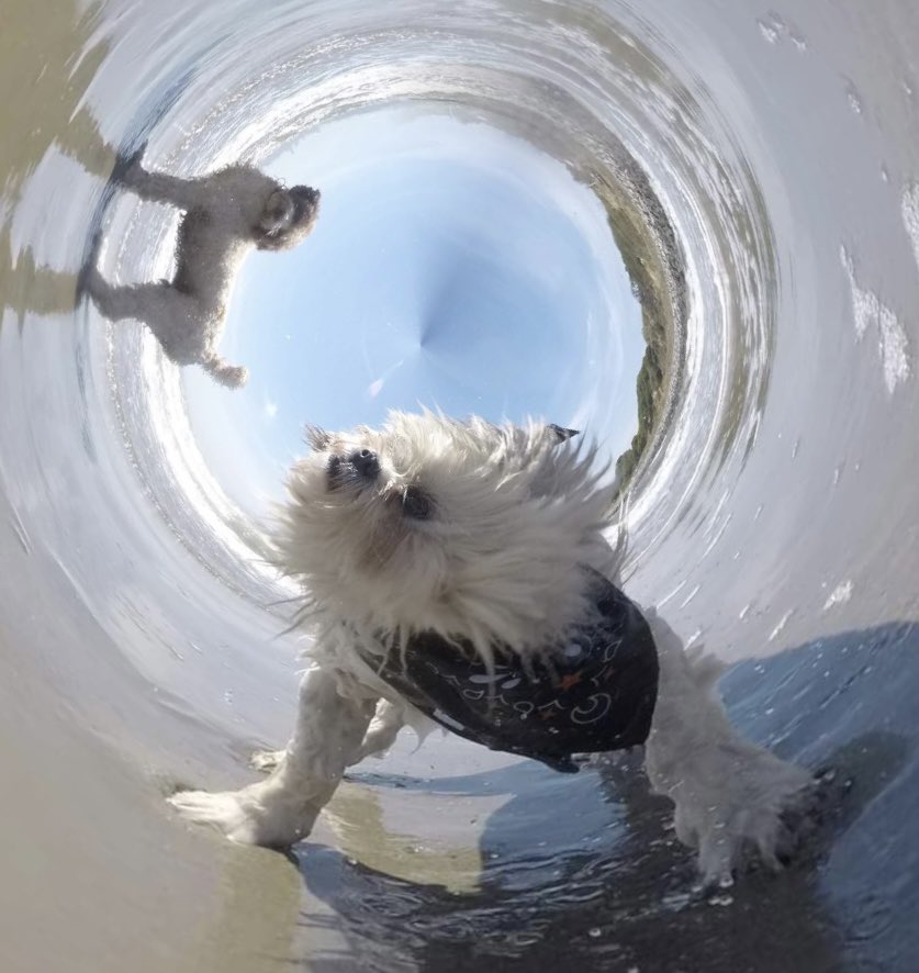 GoPro Charlie tweet media