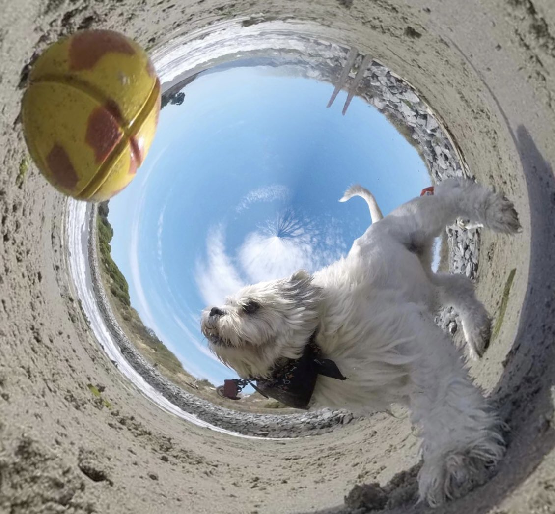 GoPro Charlie tweet media