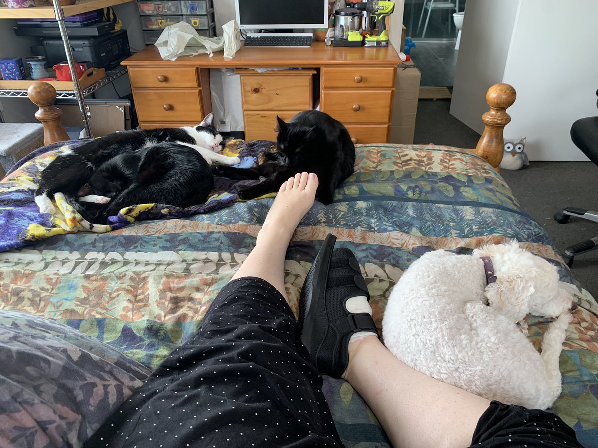 mimbles's tweet photo. There are worse things than being obliged to hang out all day with this much adorableness. (Trying to convince myself to look on the bright side. Really wishing I hadn’t managed to break my tv.) #cuddlebugkiri #marildaekaterin #jarvisgaleni #sebastianaral https://t.co/weAU7Sw4Q4