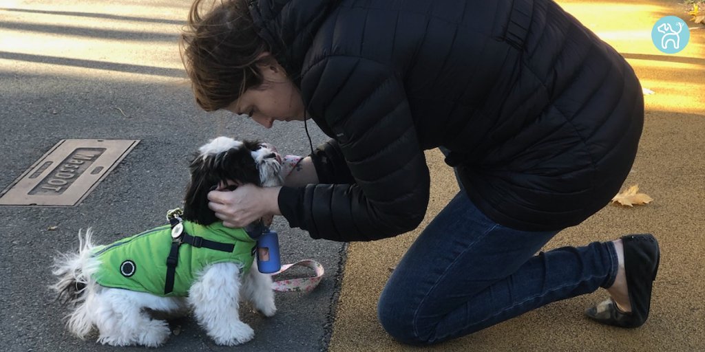 JWagable's tweet photo. What is she discussing with her human? #DogInCharge https://t.co/Jf1GflhQnX