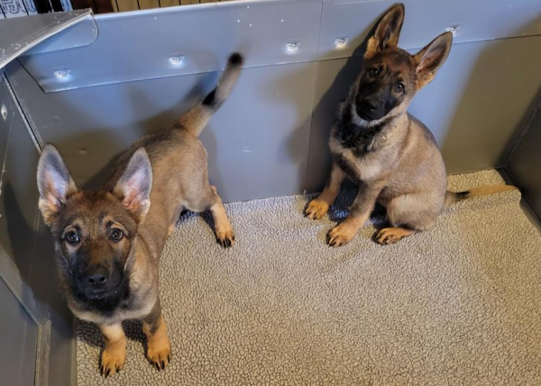 HayesHaus's tweet photo. PUPPIES AVAILABLE FOR XMAS 
(presently)

From J(JJ) Litter.

Females; sable. https://t.co/nQt751BTEz