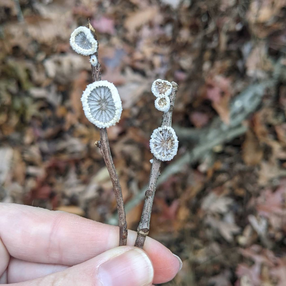 suburbanjungle_'s tweet photo. Splitgill lolipops and reishi macarons

#schizophyllumcommune 
#ganodermacurtisii https://t.co/ouUoyz5HNp