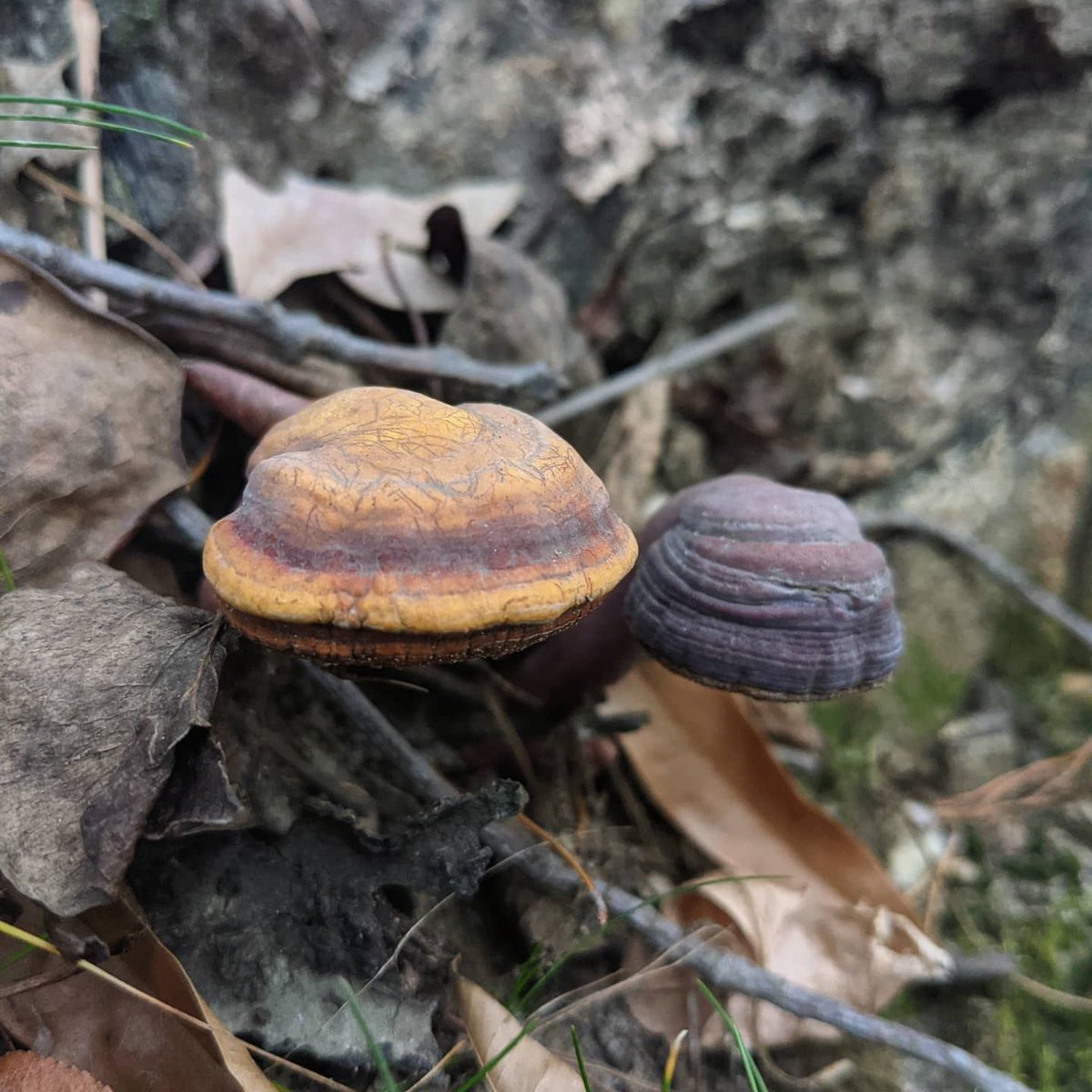 suburbanjungle_'s tweet photo. Splitgill lolipops and reishi macarons

#schizophyllumcommune 
#ganodermacurtisii https://t.co/ouUoyz5HNp